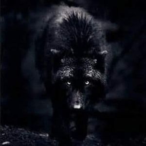 Meet your Posher, Chad